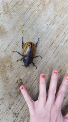 Dynastes hyllus