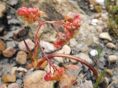 Codonorhiza micrantha