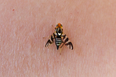 Rhagoletis striatella