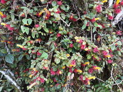 Columnea domingensis