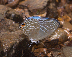 Jamides elpis pseudelpis