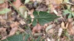 Senecio scandens incisus