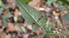 Senecio scandens incisus
