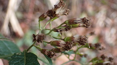 Senecio scandens incisus