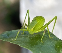 Microcentrum incarnatum