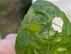 Microcentrum incarnatum