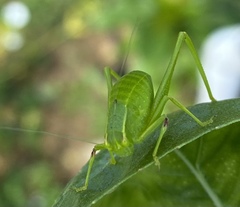 Microcentrum incarnatum