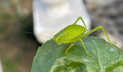 Microcentrum incarnatum