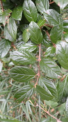 Viburnum taitoense