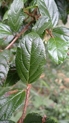 Viburnum taitoense