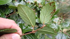 Viburnum taitoense