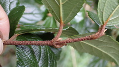 Viburnum taitoense