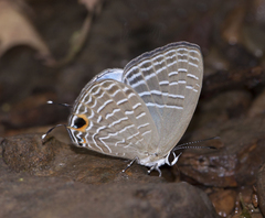 Jamides elpis pseudelpis
