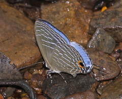 Jamides elpis pseudelpis