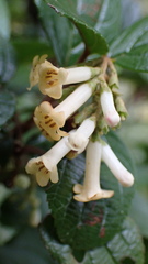 Viburnum taitoense