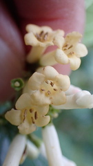 Viburnum taitoense