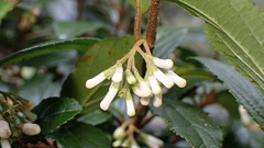Viburnum taitoense