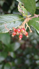 Viburnum taitoense