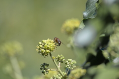 Eristalis tenax