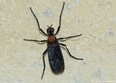Plecia ruficollis