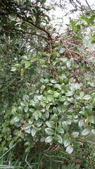 Viburnum taitoense