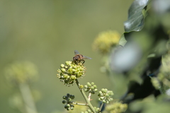 Eristalis tenax