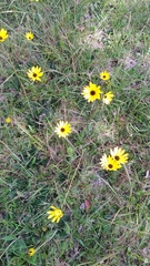 Helianthus heterophyllus