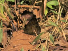 Hermeuptychia harmonia