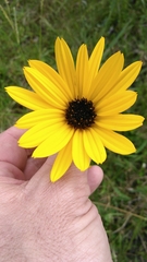 Helianthus heterophyllus
