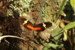 Heliconius clysonymus clysonymus