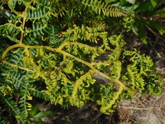 Eriophyes quadrifidus