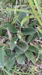 Helianthus heterophyllus