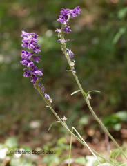 Delphinium fissum fissum