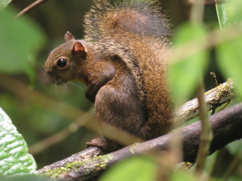 Richmond's Squirrel