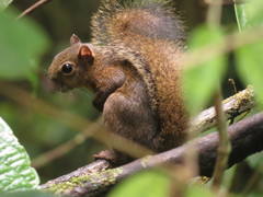Sciurus richmondi