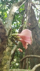Clitoria javitensis