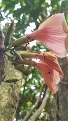 Clitoria javitensis