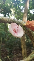 Clitoria javitensis