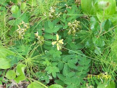 Astragalus umbellatus