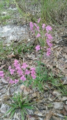 Dicerandra linearifolia