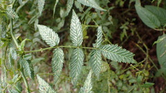Rubus linearifoliolus