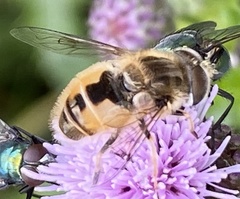 Eristalis abusiva