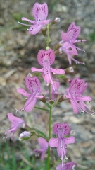 Dicerandra linearifolia