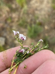 Aspalathus submissa