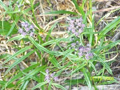Saussurea angustifolia