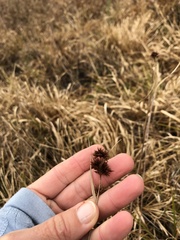 Rhynchospora cephalantha