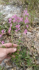 Dicerandra linearifolia