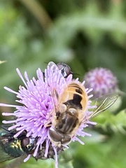 Eristalis abusiva