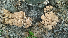 Desarmillaria tabescens image