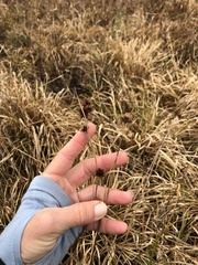 Rhynchospora cephalantha